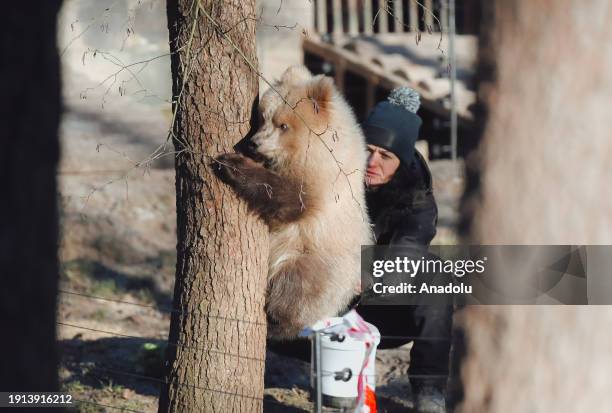 Brown bear cub named Linda, who stayed atop a tree since the 14th of November 2023, finally decided to climb down to be fed by zoologist Emilia...