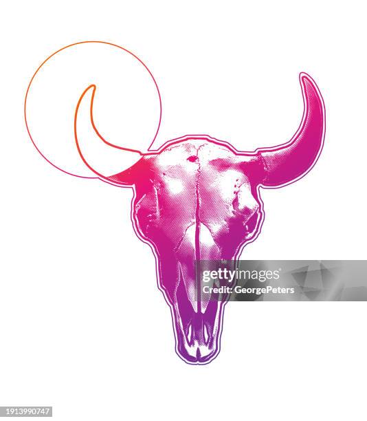bull - animal skull and horns - dead cow vector stock illustrations
