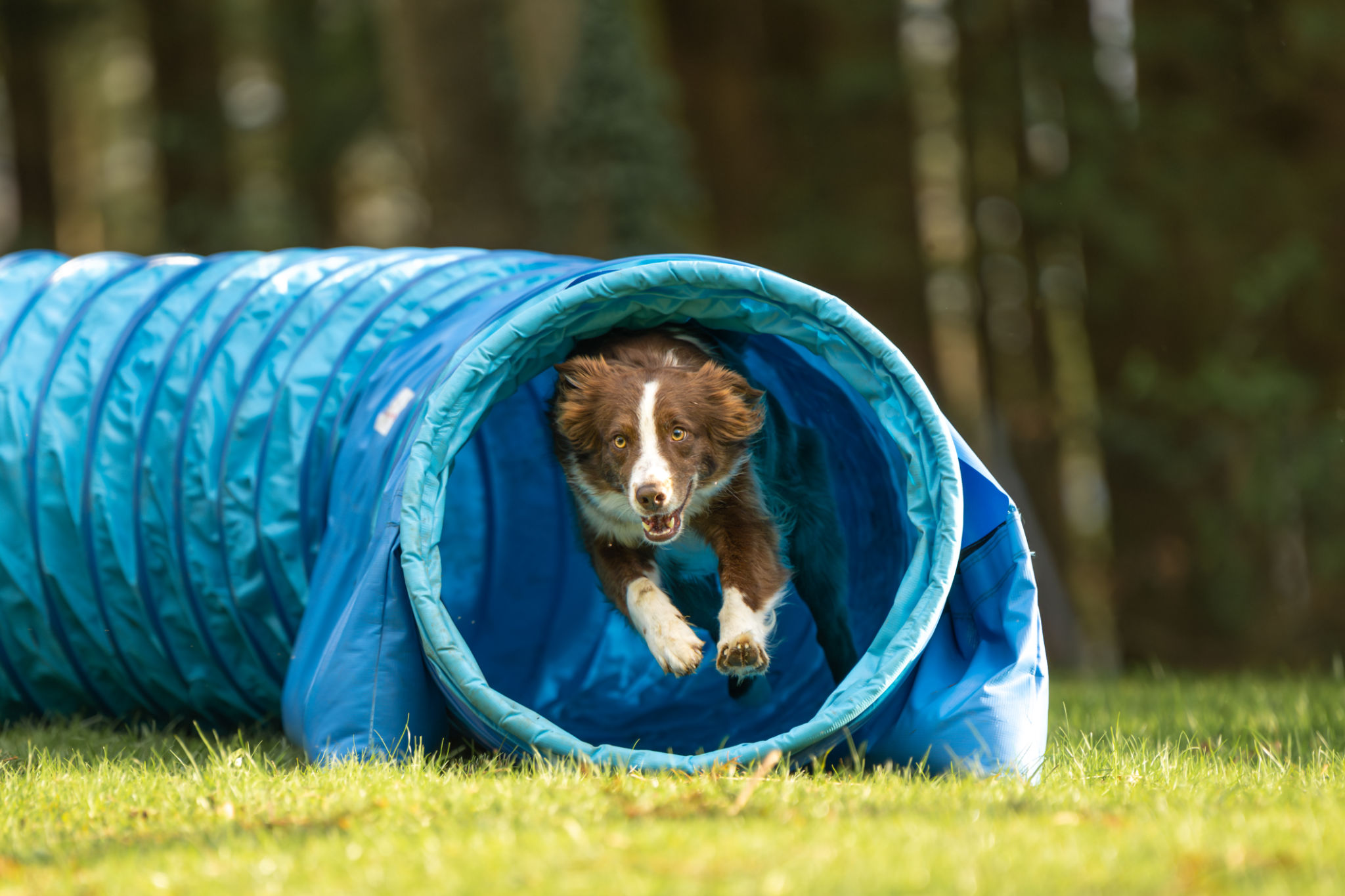 agility training