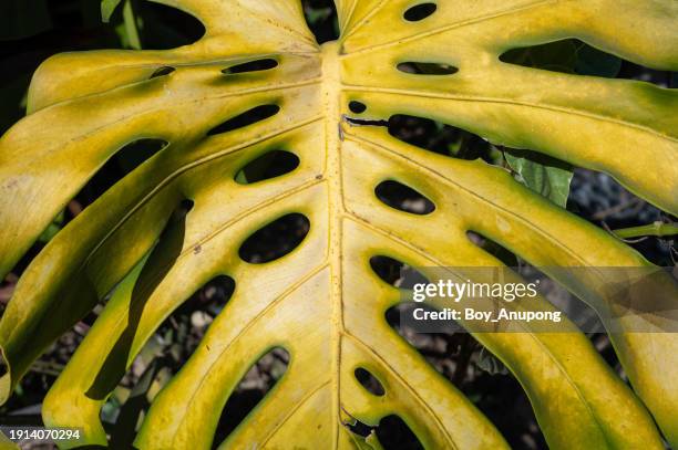 close up of monstera (or swiss cheese plant) having sunburn damaged. - dying houseplant stock pictures, royalty-free photos & images