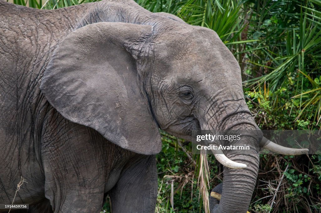 Elephants in Serengeti national park in Tanzania - Africa