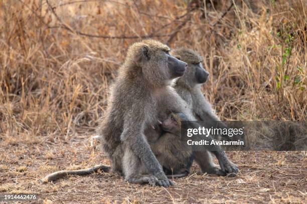 baboons in serengeti nationalpark in tanzania - africa - primate stock pictures, royalty-free photos & images