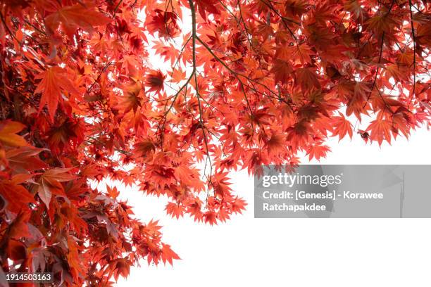 red leaf in autumn in isolate photo - ahorn stock-fotos und bilder