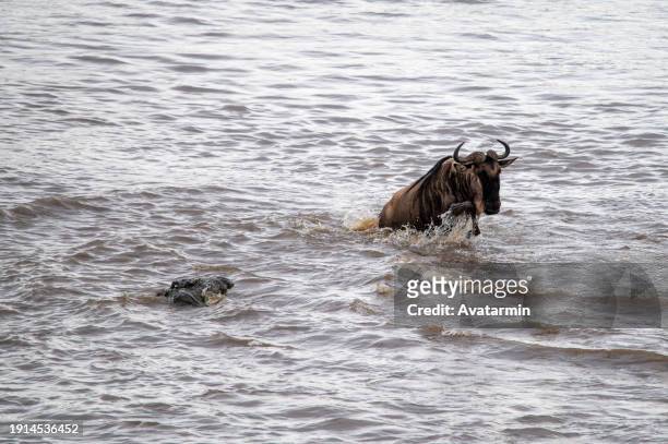 the great migration - wildebeest stock pictures, royalty-free photos & images