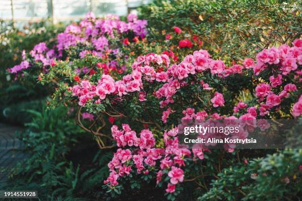 multicolored azalea flowers blooming in winter botanical garden - rhododendron stock-fotos und bilder