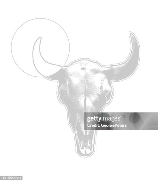 bull - animal skull and horns - oregon trail stock illustrations