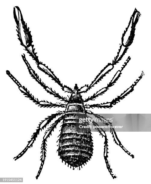 pseudoscorpion (olpium olpiidae) - 19th century - pseudoscorpion stock illustrations
