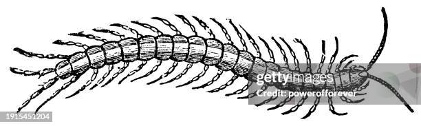 giant centipede (scolopendra lucasii) - 19th century - myriapoda stock illustrations