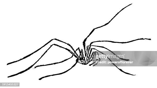 daddy longlegs spider (phalangium opilio) - 19th century - harvestmen stock illustrations