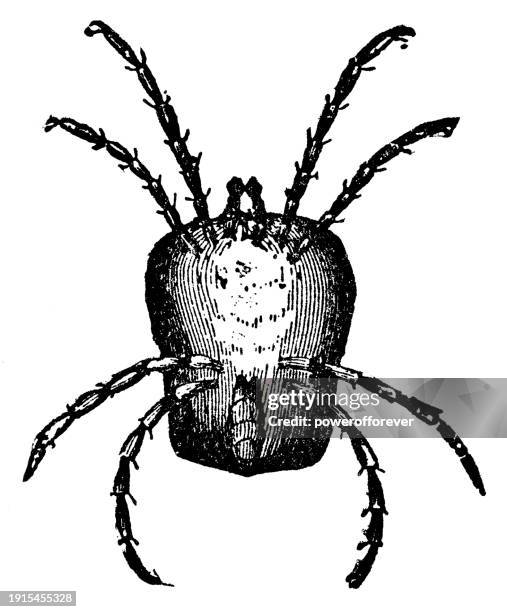 illustrazioni stock, clip art, cartoni animati e icone di tendenza di acaro del velluto rosso (trombidium holosericeum) - 19° secolo - acaro