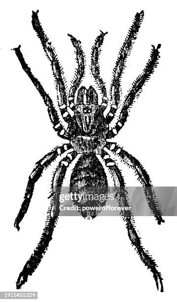 trapdoor spider (cteniza moggridgei) - 19th century - trapdoor spider stock illustrations