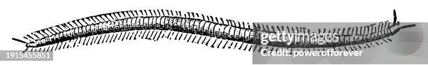 electric soil centipede (geophilus electricus) - 19th century - myriapoda stock illustrations