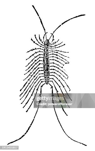 house centipede (scutigera coleoptrata) - 19th century - myriapoda stock illustrations