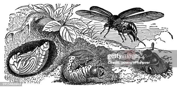 Insect Burrow 42 Beetle Burrow Stock Photos, High-Res Pictures, and Images - Getty Images