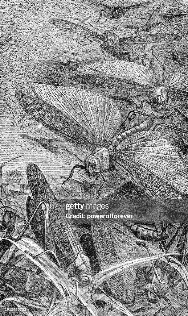 Migratory Locust Insects (Locusta Migratoria) - 19th Century