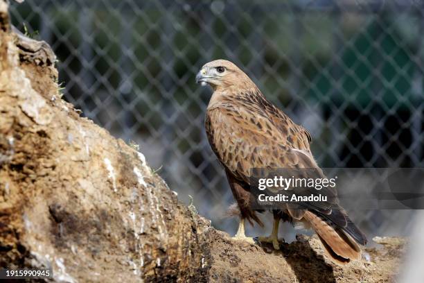 Predatory Ridable Birds 215 Predatory Bird Stock Photos, High-Res Pictures, and Images - Getty ...