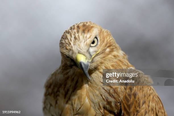 Predatory Ridable Birds 215 Predatory Bird Stock Photos, High-Res Pictures, and Images - Getty ...