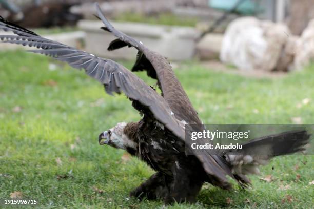 Predatory Ridable Birds 215 Predatory Bird Stock Photos, High-Res Pictures, and Images - Getty ...