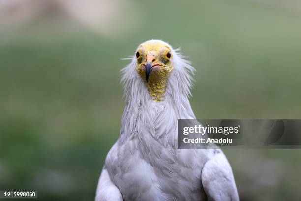 Predatory Ridable Birds 215 Predatory Bird Stock Photos, High-Res Pictures, and Images - Getty ...
