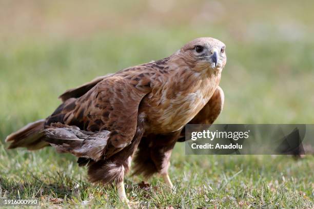 Predatory Ridable Birds 215 Predatory Bird Stock Photos, High-Res Pictures, and Images - Getty ...