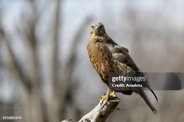 Predatory Ridable Birds 215 Predatory Bird Stock Photos, High-Res Pictures, and Images - Getty ...