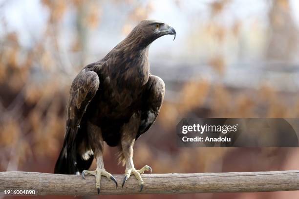 Predatory Ridable Birds 215 Predatory Bird Stock Photos, High-Res Pictures, and Images - Getty ...