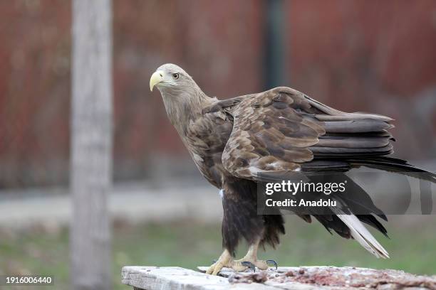 Predatory Ridable Birds Predatory Bird Photos and Premium High Res Pictures - Getty Images