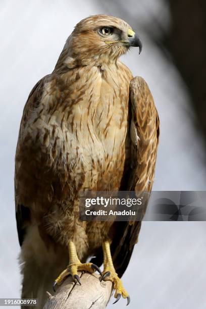 Predatory Ridable Birds 215 Predatory Bird Stock Photos, High-Res Pictures, and Images - Getty ...
