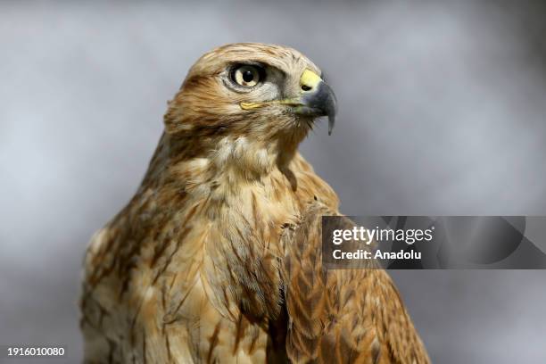 Predatory Ridable Birds 215 Predatory Bird Stock Photos, High-Res Pictures, and Images - Getty ...