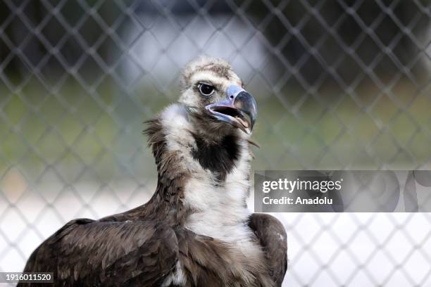 Predatory Ridable Birds Predatory Bird Photos and Premium High Res Pictures - Getty Images