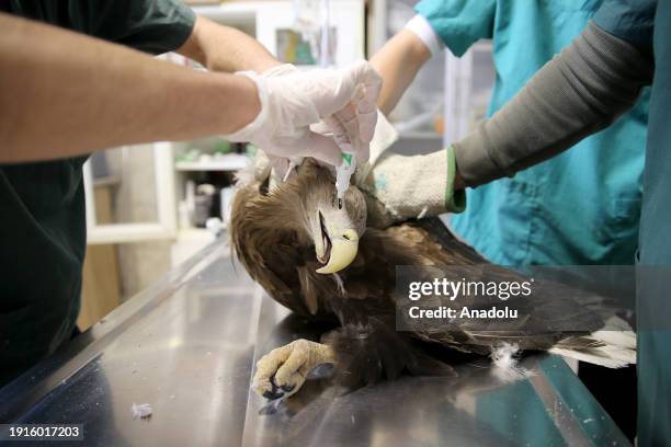 Predatory Ridable Birds 215 Predatory Bird Stock Photos, High-Res Pictures, and Images - Getty ...