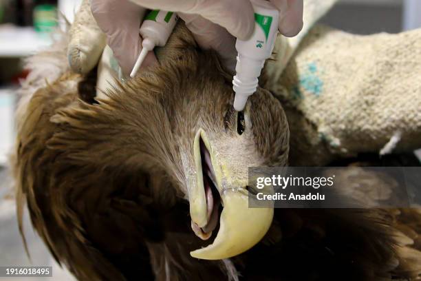 Predatory Ridable Birds Predatory Bird Photos and Premium High Res Pictures - Getty Images