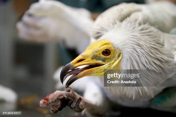 Predatory Ridable Birds Predatory Bird Photos and Premium High Res Pictures - Getty Images