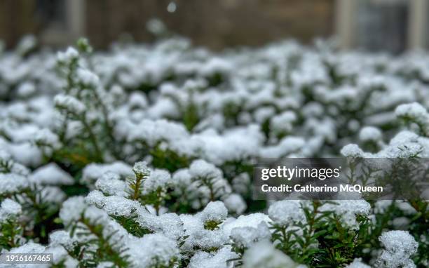 yew evergreen shrub coated in snow during winter storm - yew needles stock pictures, royalty-free photos & images