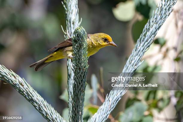 western tanager bird - piranga ludoviciana stock pictures, royalty-free photos & images