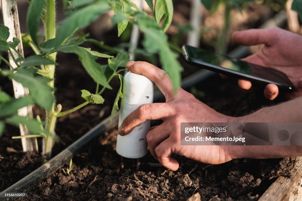 Gardener using mobile app checking monitoring soil moisture with smartphone