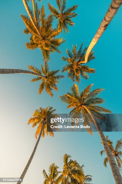 romantic vibes of tropical palm tree with sun light on sky background. outdoor sunset exotic foliage, closeup nature landscape. coconut palm trees and shining sun over bright sky. summer spring nature - beach vibes stock pictures, royalty-free photos & images