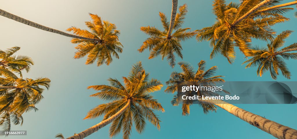 Romantic vibes of tropical palm tree with sun light on sky background. Outdoor sunset exotic foliage, closeup nature landscape. Coconut palm trees and shining sun over bright sky. Summer spring nature