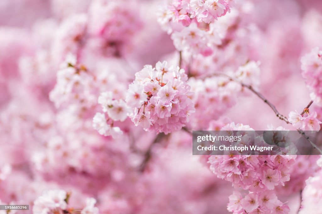 Kirschblüte