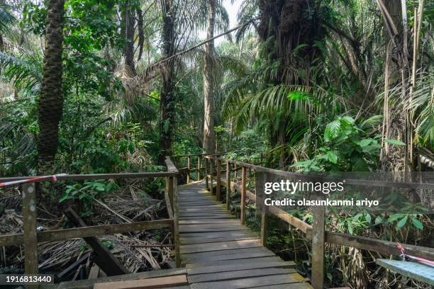 lekki conservation centre, lekki lagos - lagos nigeriaanse staat stockfoto's en -beelden