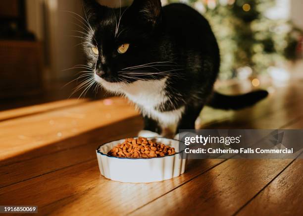 a cat crouches by a little ceramic bowl filled with dry cat food - haustierfutter stock-fotos und bilder