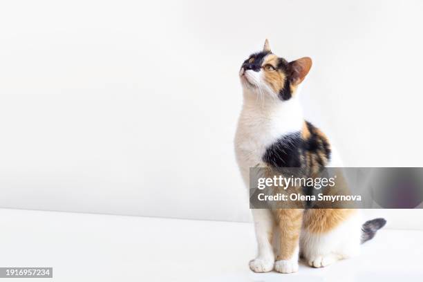 tortoiseshell cat on a white background - cat white background photos et images de collection