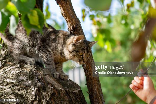 171 Scratching Post Texture Stock Photos, High-Res Pictures, and Images ...