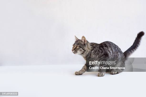 grey tabby kitten lying calmly on a white background - cat white background stock-fotos und bilder