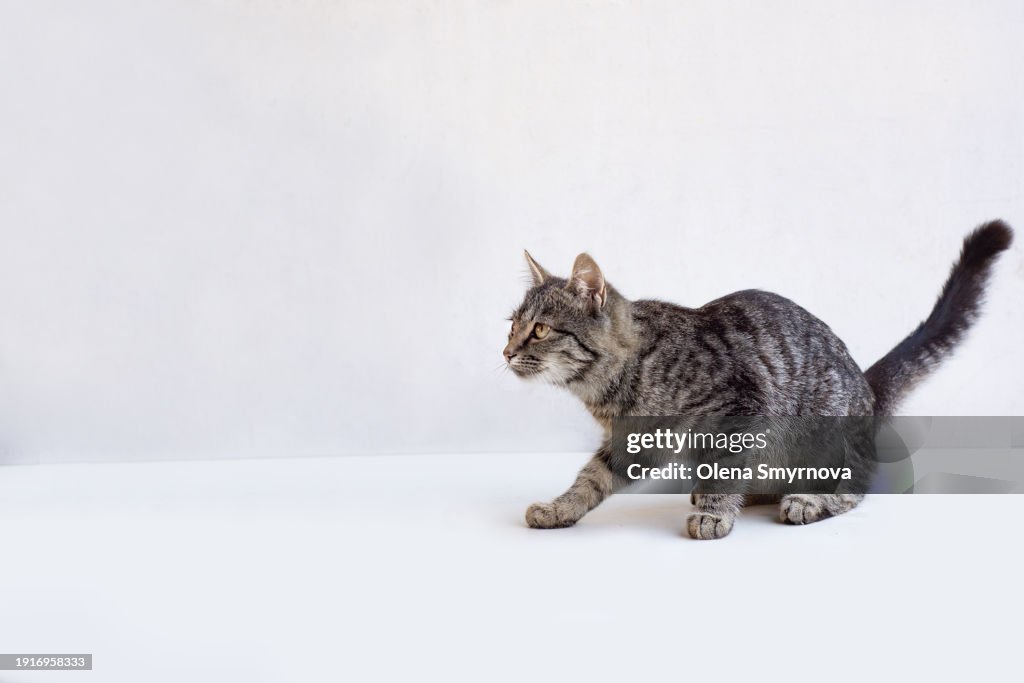 Grey tabby kitten lying calmly on a white background