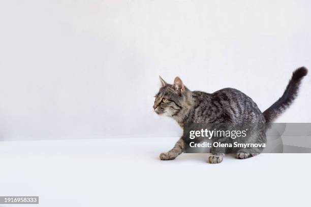 grey tabby kitten lying calmly on a white background - cat white background stock pictures, royalty-free photos & images