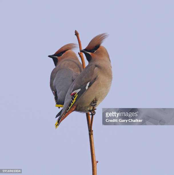 waxwings [bombycilla garrulus] - wildlife photography stock pictures, royalty-free photos & images