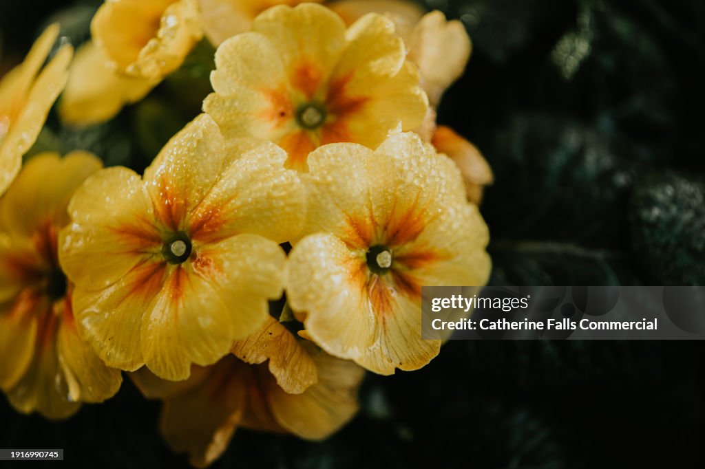 Close-up of yellow flowers