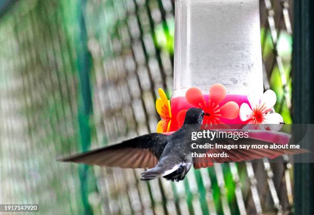 a hummingbird feeding itself in a bird feeder. close up - pic of hummingbird stock pictures, royalty-free photos & images