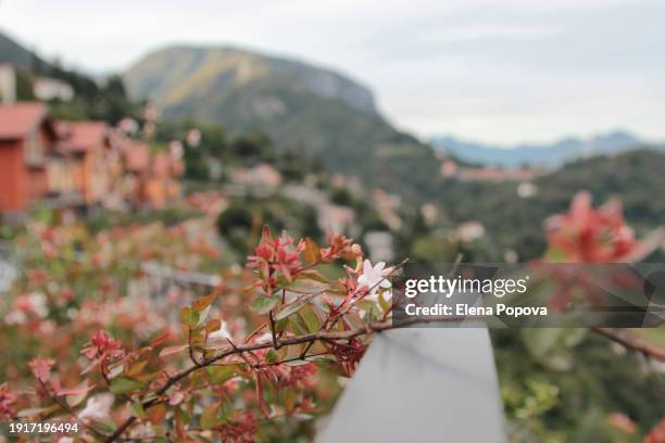 full frame blossom pink trees against blue mountains, springtime coming - coral colored stock pictures, royalty-free photos & images